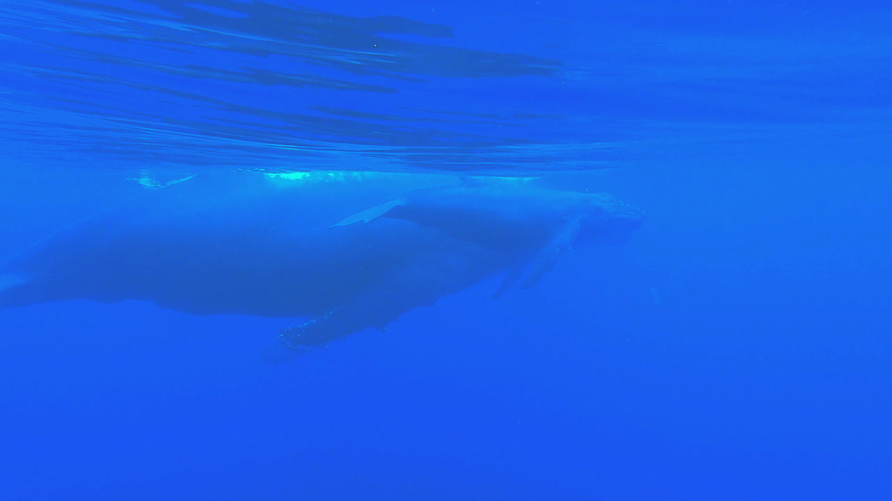 2025 Swim with the Whales Retreat