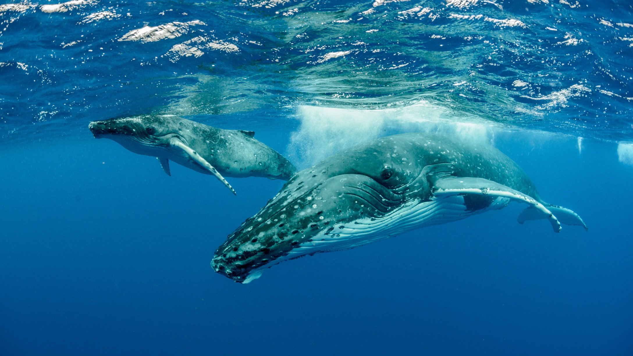 Humpback Whale